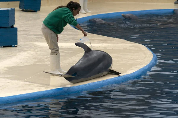 Madrid Hiszpania Kwiecień 2019 Pokaz Delfinów Zoo Akwarium Odbywający Się — Zdjęcie stockowe