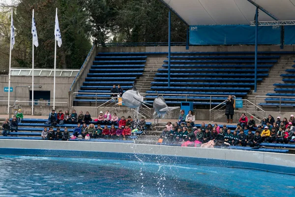 Madrid Spanien April 2019 Die Delfinshow Aquarium Zoo Findet Jeden — Stockfoto