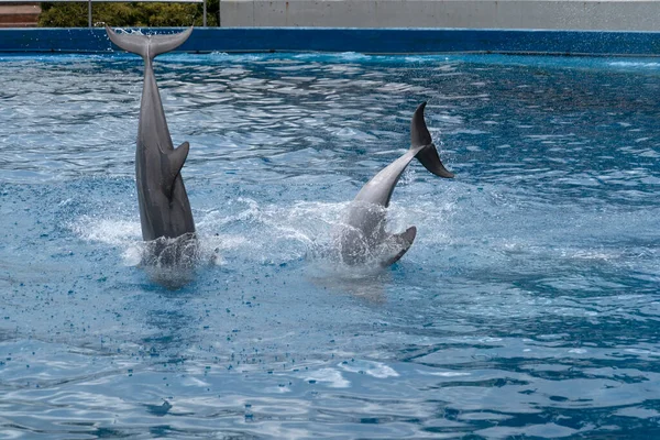 Madrid Spain April 2019 Dolphin Show Aquarium Zoo Taking Place — Stock Photo, Image