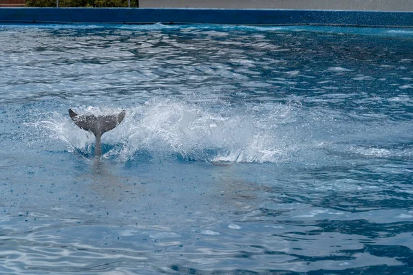 Мадрид Испания Апреля 2019 Года Шоу Дельфинов Аквариумном Зоопарке Проходит — стоковое фото