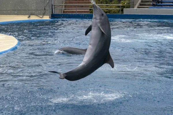 Madrid España Abril 2019 Espectáculo Delfines Zoológico Del Acuario Que — Foto de Stock