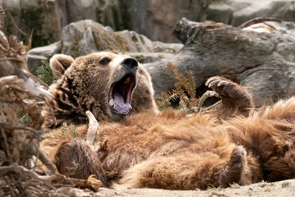 Urso Enquanto Relaxa Suas Costas Close Retrato — Fotografia de Stock