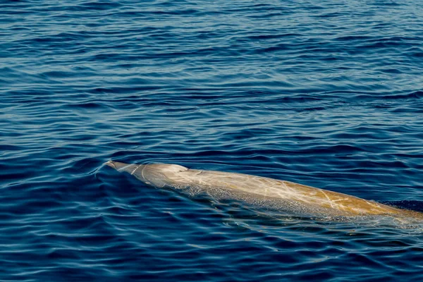 Goose Beaked Whale Dolphin Ziphius Cavirostris Ultra Rare White — Stock Photo, Image