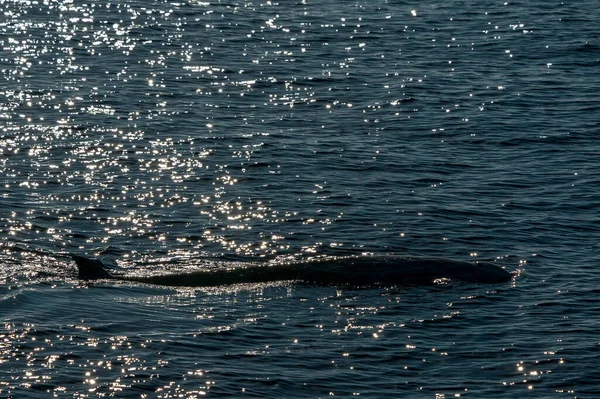 Dolphin Namn Cuvier Val Ultra Sällsynt Att Vid Solnedgången — Stockfoto