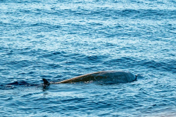 Dolphin Jméno Cuvier Velryba Ultra Vzácné Vidět — Stock fotografie