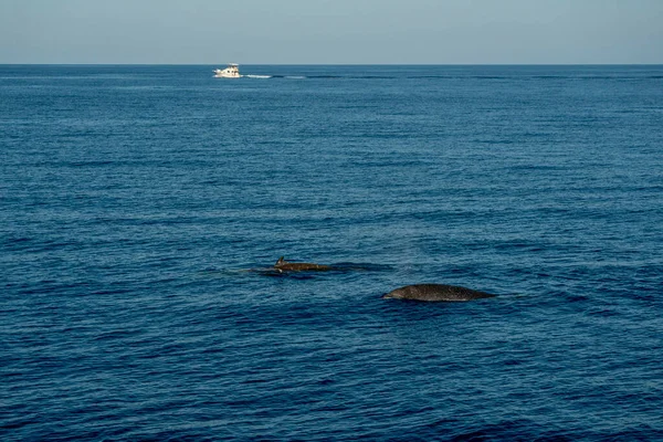 Nombre Delfín Ballena Cuvier Ultra Raro Ver —  Fotos de Stock