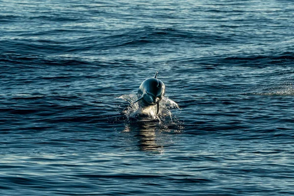 Efecto Movimiento Sobre Delfines Rayados Que Saltan Fuera Del Mar — Foto de Stock