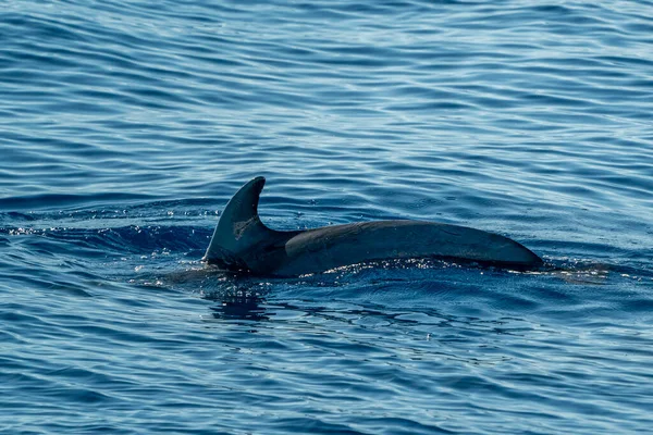 Tursiop Delfin Flaskhals Medelhavet Havet — Stockfoto