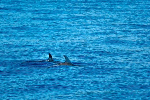 Tortuga Delfín Nariz Botella Mar Mediterráneo — Foto de Stock