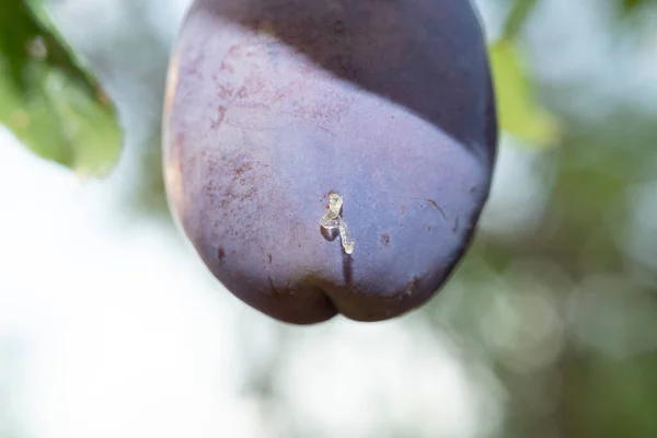 Resin Violet Plum Macro Detail — Stock Photo, Image