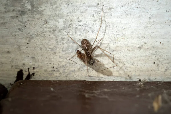 Araignée Attraper Une Mouche Macro Gros Plan — Photo