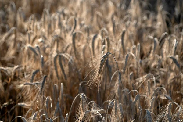 Sunset Golden Wheat Spike Detail Field — Stock Photo, Image