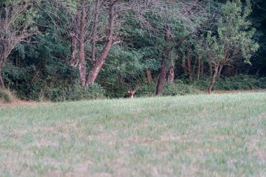 Yeşil orman arka planında Fallow geyik erkek
