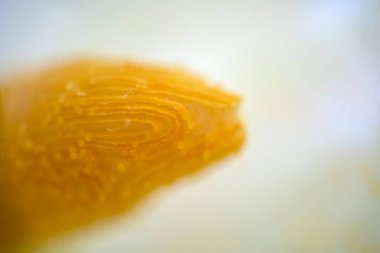 çiçek pistil ultra makro doğal arkaplan dokusunu kapat 