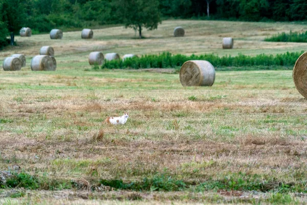 Kattenjacht Het Gras Achtergrond — Stockfoto
