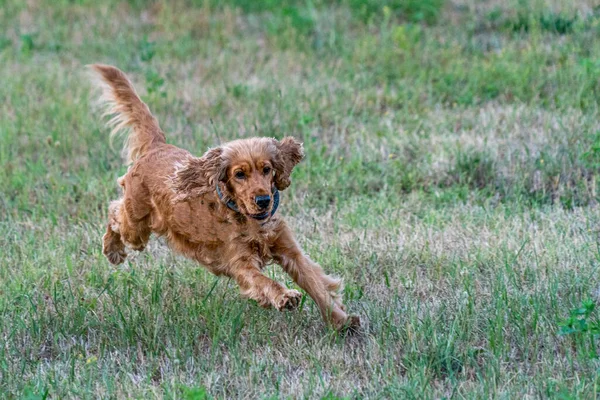 幸せな子犬犬のコッカー スパニエル ジャンプイン グリーン グラス — ストック写真