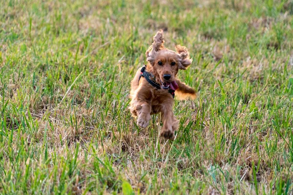 Glad Valp Hund Cocker Spaniel Hoppa Det Gröna Gräset — Stockfoto