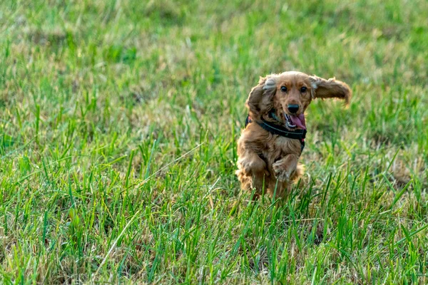 幸せな子犬犬のコッカー スパニエル ジャンプイン グリーン グラス — ストック写真