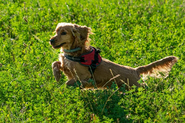 Boldog Kiskutya Cocker Spániel Ugrás Zöld — Stock Fotó