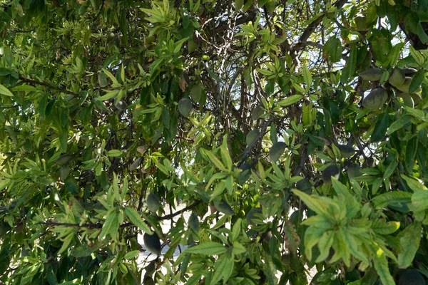 Сицилийское Миндальное Дерево Ното Авола — стоковое фото