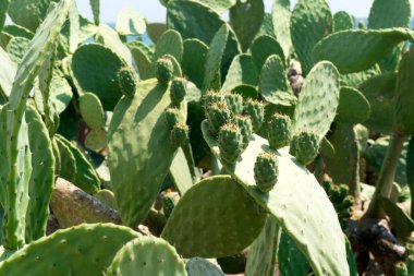 Dikenli armut Sicilya Akdeniz Kaktüsü detayı 