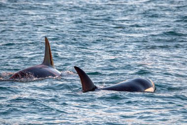 İtalya, İzlanda 'dan Akdeniz' deki katil balina Cenova 'dan geliyor.