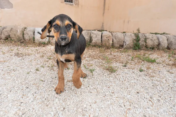 Trammp Baby Dog Abandoned Alone Street — Stock fotografie