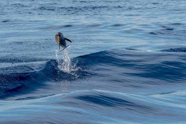 Bebek mutlu çizgili yunus gün batımında denizin dışına atlıyor.