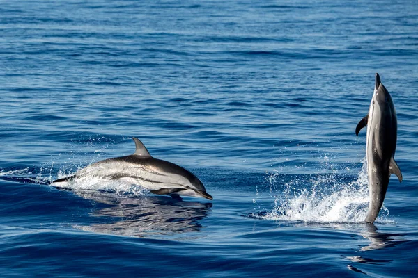 Felice Delfino Strisce Che Salta Fuori Dal Mare Tramonto — Foto Stock