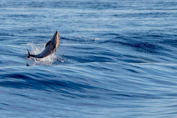 Glad Randig Delfin Hoppar Utanför Havet Vid Solnedgången — Stockfoto