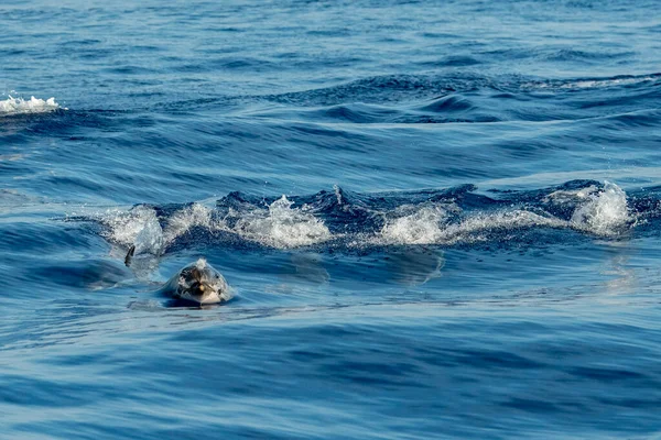 Gelukkig Gestreepte Dolfijn Springend Buiten Zee Bij Zonsondergang — Stockfoto
