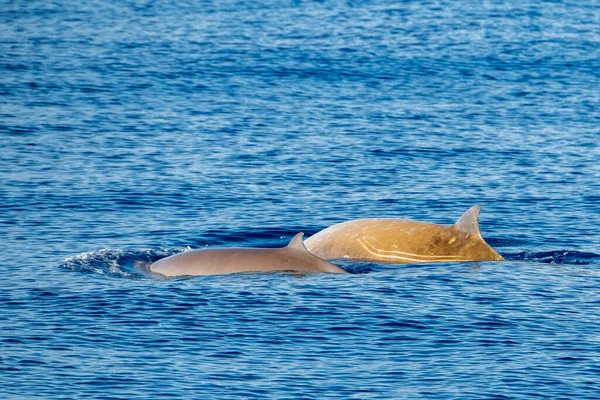 Delfin Neve Cuvier Bálna Ultra Ritka Látni Anya Baba Borjú — Stock Fotó