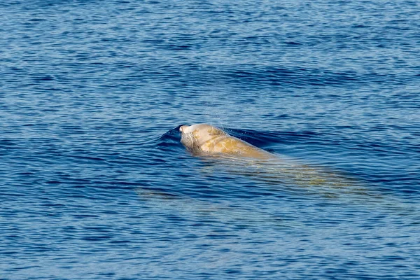 海豚的名字居维叶的鲸鱼非常罕见看到妈妈和小牛犊 — 图库照片