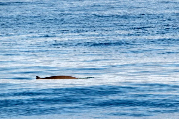 イルカの名前キュヴィエのクジラは母親と赤ちゃんの子牛を見るのは珍しい — ストック写真