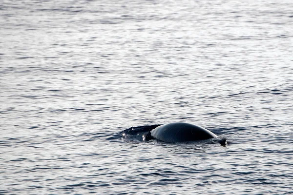 Nom Dauphin Baleine Cuvier Ultra Rare Voir Mère Bébé Veau — Photo