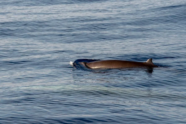 Dolphin name Cuvier\'s whale ultra rare to see mother and baby calf