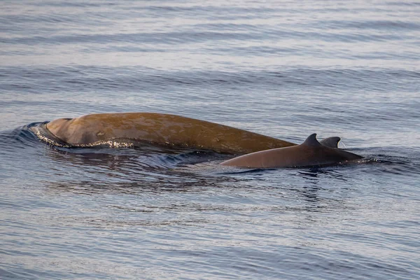 Dolfijn Naam Cuvier Walvis Ultra Zeldzaam Moeder Baby Kalf Zien — Stockfoto
