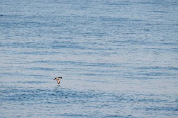 Shearwater Major Cory Que Voa Sobre Mar Mediterrâneo Ouro Por — Fotografia de Stock