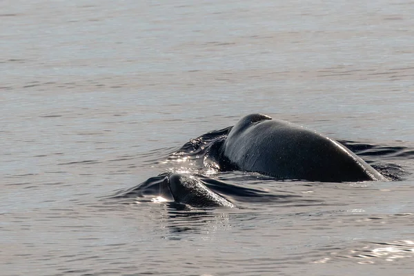 イルカの名前キュヴィエのクジラは母親と赤ちゃんの子牛を見るのは珍しい — ストック写真