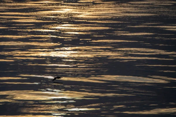 Puffin Major Cory Survole Mer Méditerranée Coucher Soleil — Photo