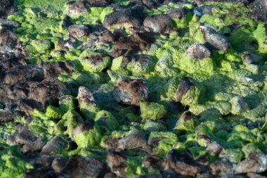 Kirlenmiş nehir deresi yeşil ve sarı su