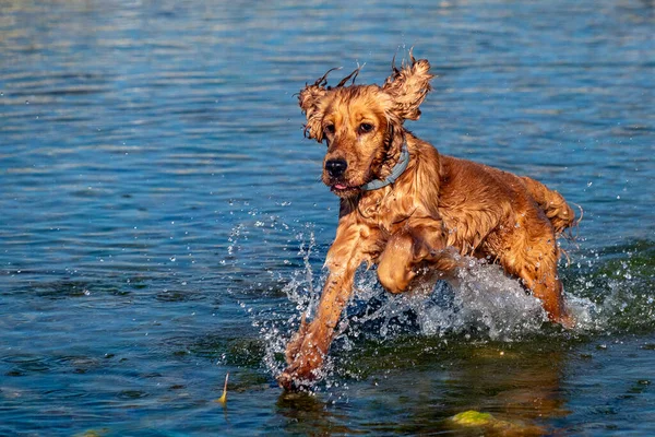 Cachorro Feliz Cocker Spaniel Cão Rio Correndo Para Você — Fotografia de Stock