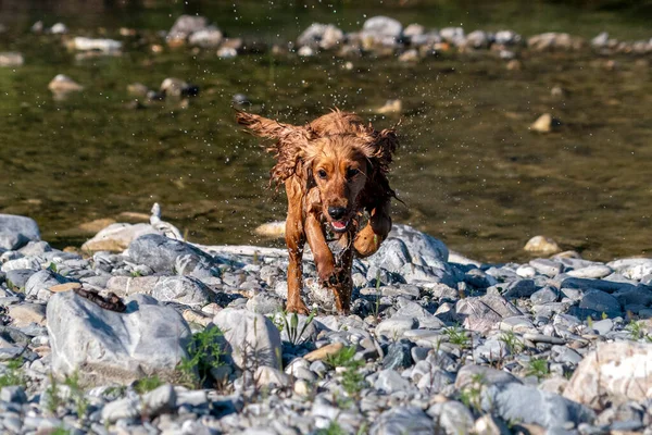 Cachorro Feliz Cocker Spaniel Cão Rio Correndo Para Você — Fotografia de Stock