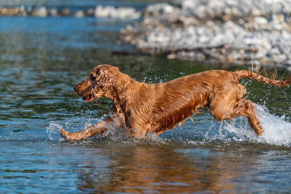 在河里玩的时候 快乐的英国小猎犬 — 图库照片