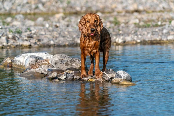 Happy English Cocker Spaniel While Playing River — Stock Photo, Image