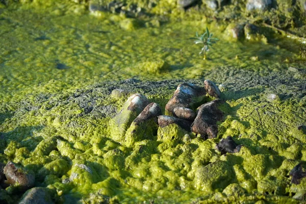 汚染された川のクリークグリーンとイエローウォーター — ストック写真