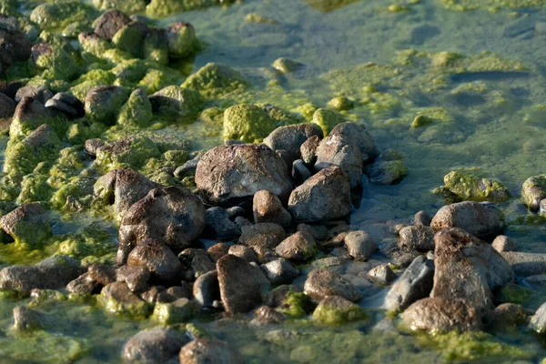汚染された川のクリークグリーンとイエローウォーター — ストック写真