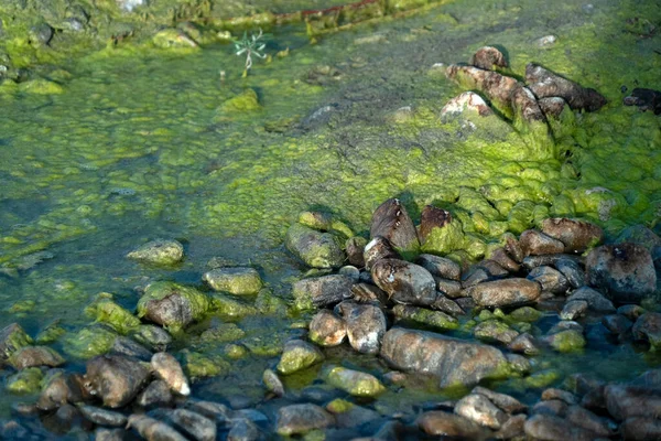 Arroyo Contaminado Agua Verde Amarilla —  Fotos de Stock