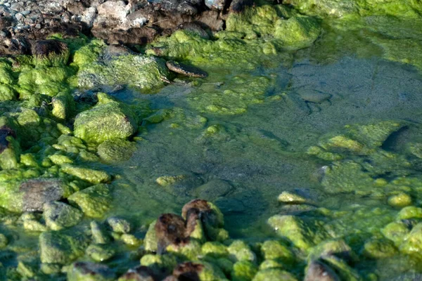 Rio Poluído Riacho Água Verde Amarela — Fotografia de Stock