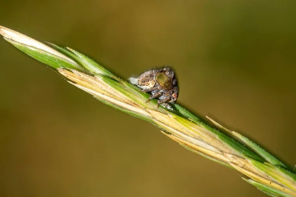 Hierba Pulga Macro Detalle Espiga Cerca — Foto de Stock